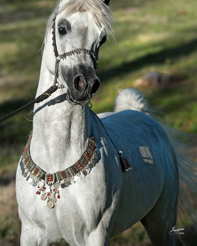 Kamal Ibn Adeed ( Al Adeed Al Shaqab x NF Bint Sajha ) 